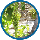 Grapes of the Holy Land